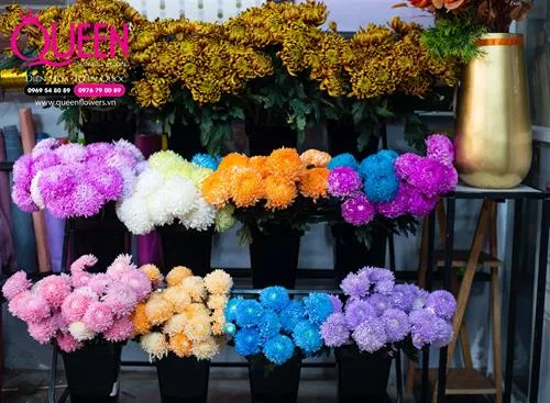 Cúc mẫu đơn là hoa gì ? Tìm hiểu ngay - Queen Flowers