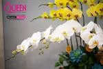 Mẫu Chậu Lan Hồ Điệp Đẹp 017