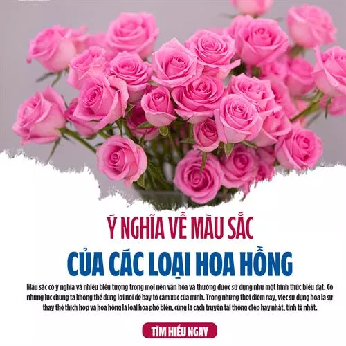 Ý Nghĩa Màu Sắc Các Loại Hoa Hồng