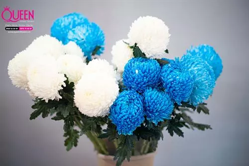Màu Xanh Hoàng Gia - Royal Blue trông như thế nào ?