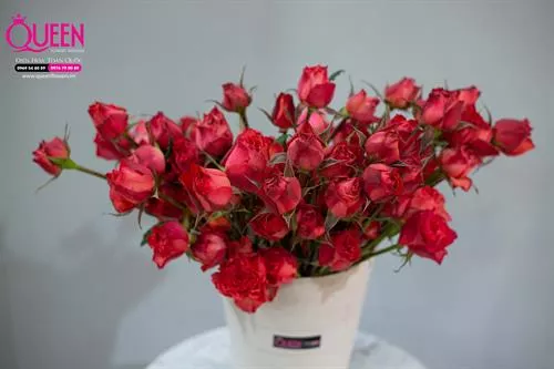 KHÁM PHÁ NGƯỜI THÍCH MÀU ĐỎ: VƯỢT QUA GIỚI HẠN CỦA SỰ QUYẾN RŨ