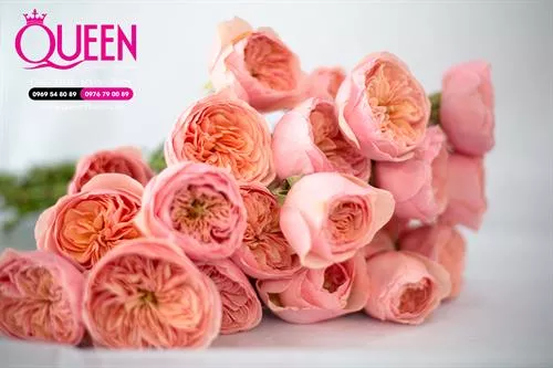 Ý Nghĩa Hoa Hồng Juliet - Một Ký Ức Đáng Nhớ