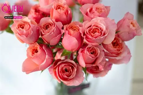 Ý Nghĩa Hoa Hồng Victoria - Biểu Tượng Của Tình Yêu Và Sự Tôn Trọng
