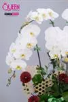 Mẫu Chậu Lan Hồ Điệp Đẹp 019