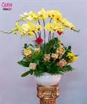 Mẫu Chậu Lan Hồ Điệp Đẹp 020