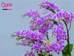 Mẫu Chậu Lan Hồ Điệp Đẹp 024