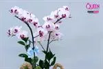 Mẫu Chậu Lan Hồ Điệp Đẹp 025