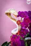 Mẫu Chậu Lan Hồ Điệp Đẹp 045
