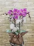 Mẫu Chậu Lan Hồ Điệp Đẹp 001