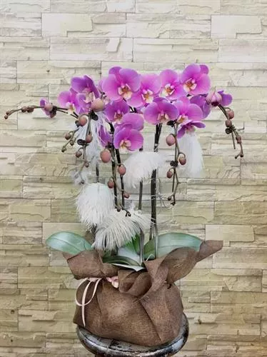 Mẫu Chậu Lan Hồ Điệp Đẹp 001