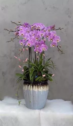 Mẫu Chậu Lan Hồ Điệp Đẹp 002
