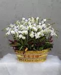 Mẫu Chậu Lan Hồ Điệp Đẹp 003