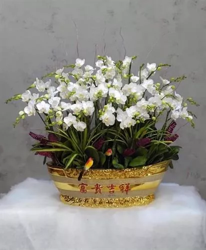 Mẫu Chậu Lan Hồ Điệp Đẹp 003