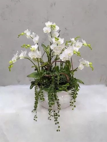 Mẫu Chậu Lan Hồ Điệp Đẹp 004