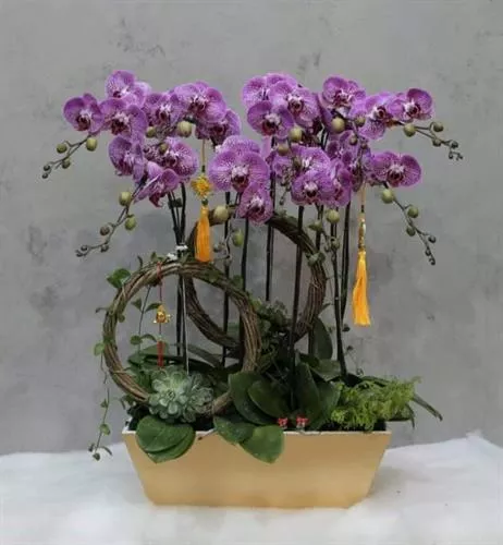 Mẫu Chậu Lan Hồ Điệp Đẹp 005