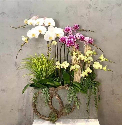 Mẫu Chậu Lan Hồ Điệp Đẹp 007