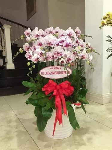 Mẫu Chậu Lan Hồ Điệp Đẹp 008