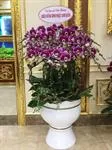 Mẫu Chậu Lan Hồ Điệp Đẹp 006