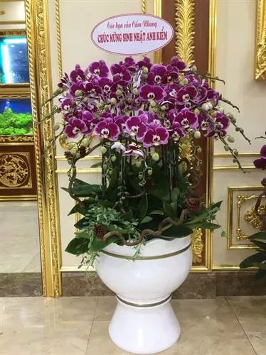 Mẫu Chậu Lan Hồ Điệp Đẹp 006