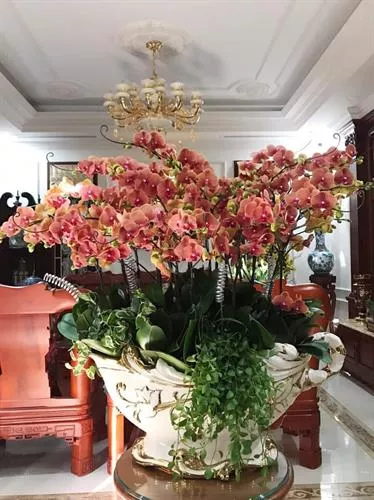 Mẫu Chậu Lan Hồ Điệp Đẹp 009