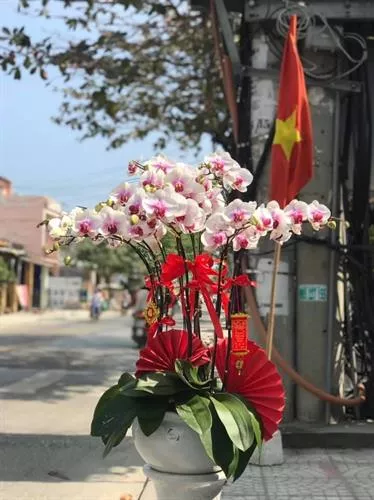 Mẫu Chậu Lan Hồ Điệp Đẹp 012