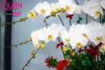 Mẫu Chậu Lan Hồ Điệp Đẹp 013