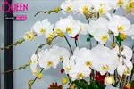 Mẫu Chậu Lan Hồ Điệp Đẹp 013