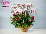 Mẫu Chậu Lan Hồ Điệp Đẹp 014