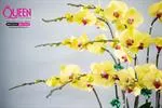 Mẫu Chậu Lan Hồ Điệp Đẹp 015