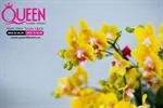 Mẫu Chậu Lan Hồ Điệp Đẹp 016